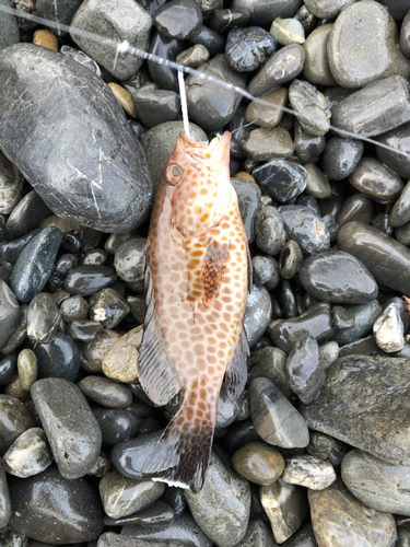 オオモンハタの釣果