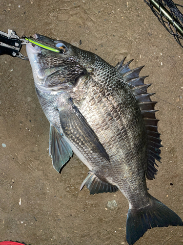 クロダイの釣果