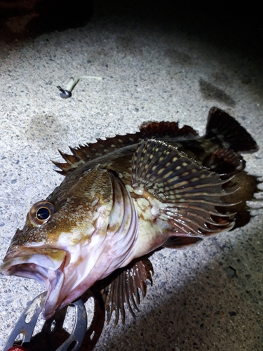 カサゴの釣果