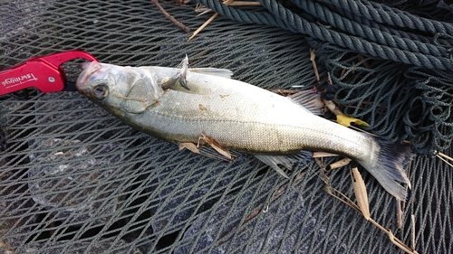 セイゴ（マルスズキ）の釣果