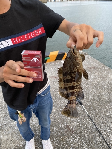 チャイロマルハタの釣果