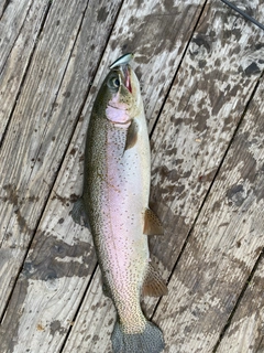 ニジマスの釣果