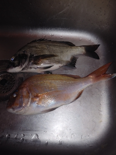 マダイの釣果