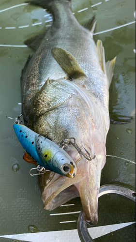 シーバスの釣果