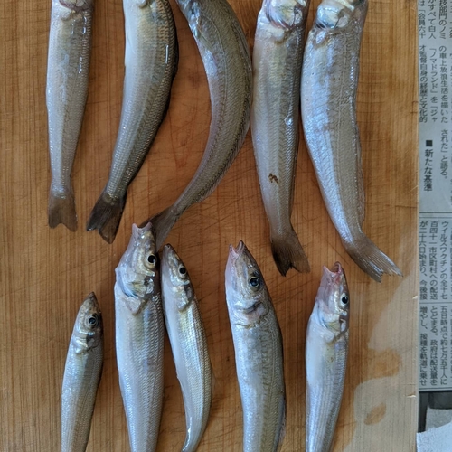 シロギスの釣果