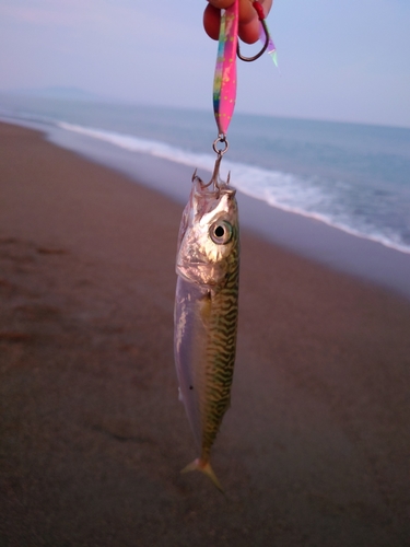 マサバの釣果