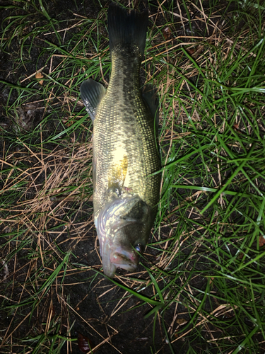 ラージマウスバスの釣果