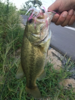 ブラックバスの釣果