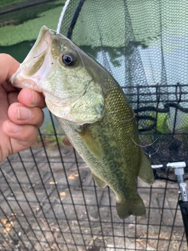 ラージマウスバスの釣果