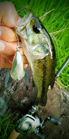 ラージマウスバスの釣果