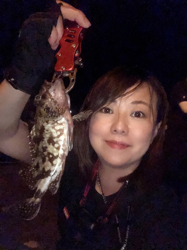 アラカブの釣果