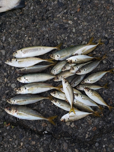 アジの釣果