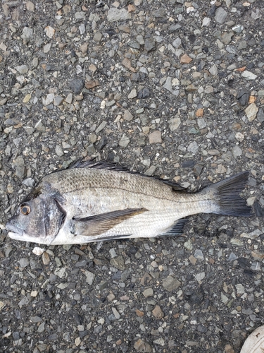 チヌの釣果