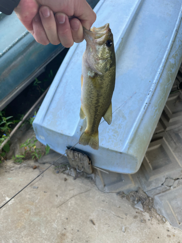 ラージマウスバスの釣果