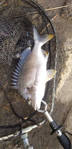 キビレの釣果