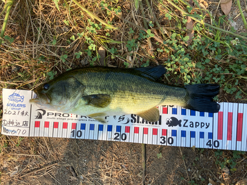 ブラックバスの釣果