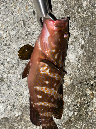 キジハタの釣果