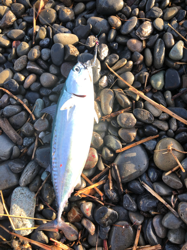 ソウダガツオの釣果