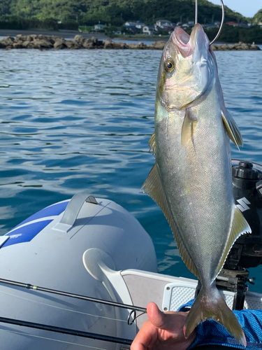 ショゴの釣果