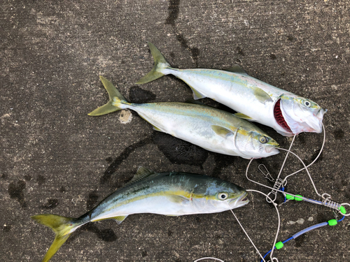 ツバスの釣果