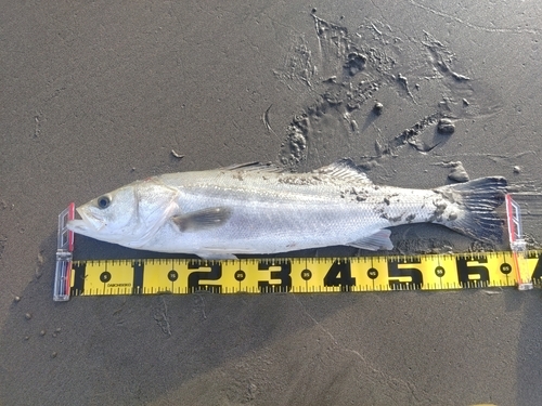 マルスズキの釣果