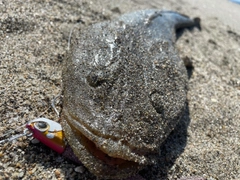 マゴチの釣果