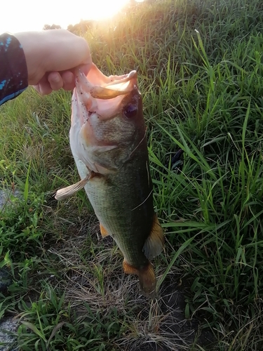 ブラックバスの釣果