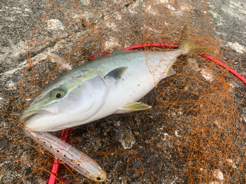 イナダの釣果