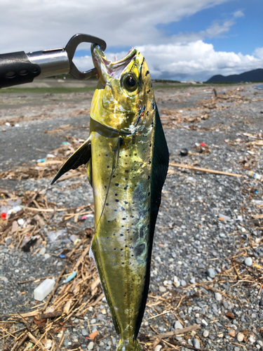 シイラの釣果