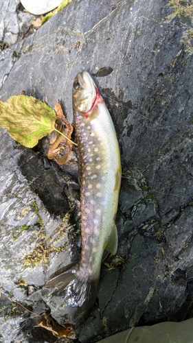 エゾイワナの釣果