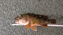 カサゴの釣果