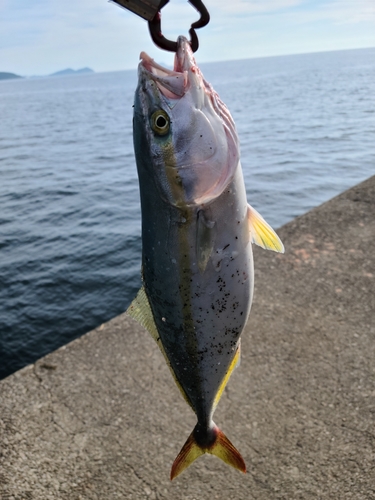 ツバスの釣果