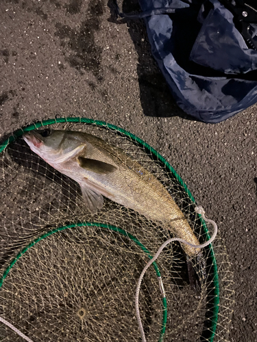 シーバスの釣果