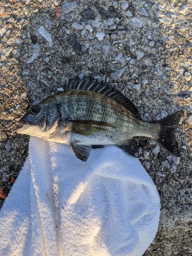 チヌの釣果