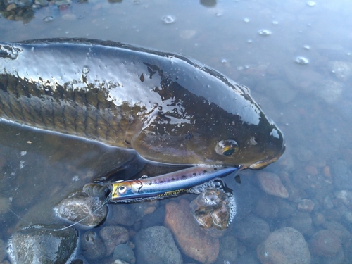 コイの釣果