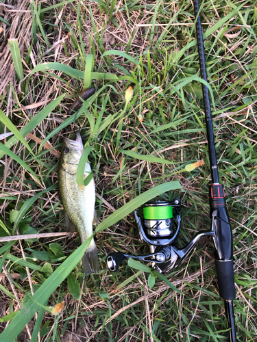 ラージマウスバスの釣果