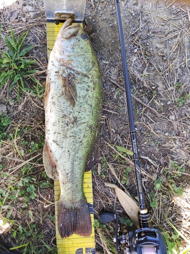 ラージマウスバスの釣果