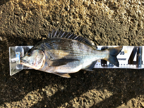 クロダイの釣果