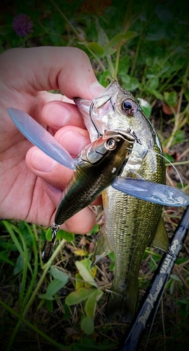 ラージマウスバスの釣果