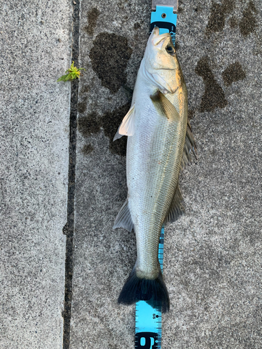 スズキの釣果