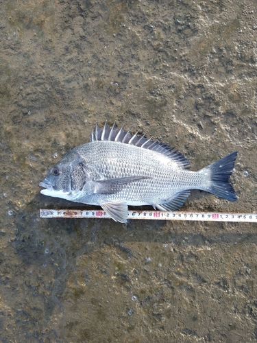 チヌの釣果