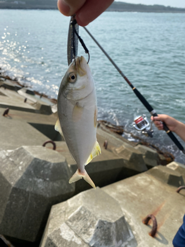 ショゴの釣果