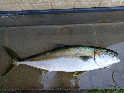 ヒラマサの釣果