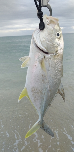 オニヒラアジの釣果