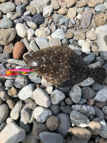 ヒラメの釣果