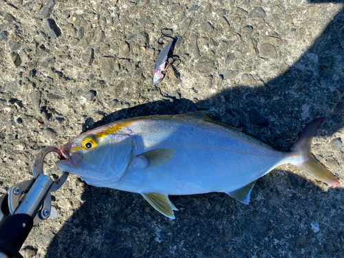 ショゴの釣果