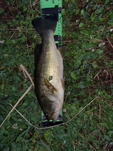 ブラックバスの釣果