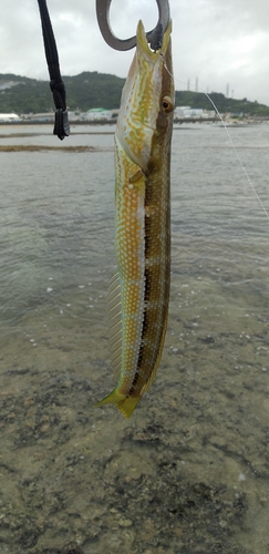 カマスベラの釣果