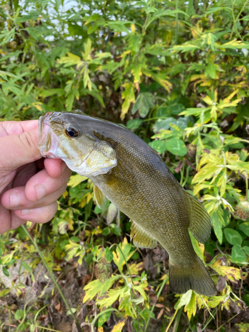 スモールマウスバス