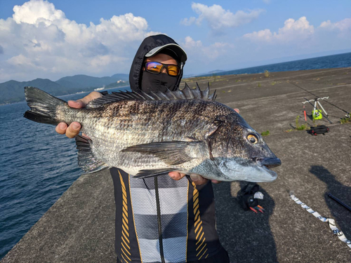 チヌの釣果